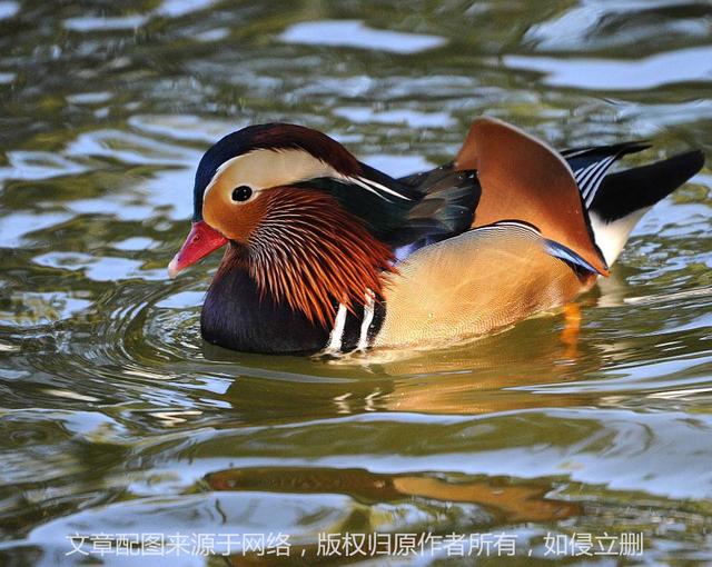 橙子的英文怎么说，橙子的英文怎么说橘子和橙子的英文怎么说（橘子、橙子、柑子、柚子的英文都是orange吗）