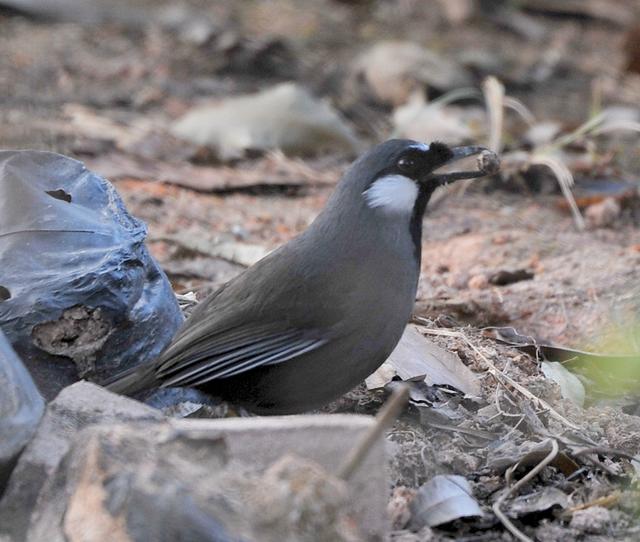 据百度:黑额山噪鹛,学名:garrulax sukatschewi,为鹟科噪鹛属的鸟类