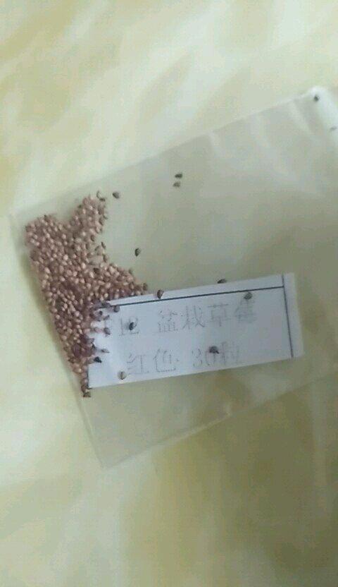 草莓苗哪里便宜，四季草莓苗批发价格多少钱一棵（平民姐阳台种草莓<4>）