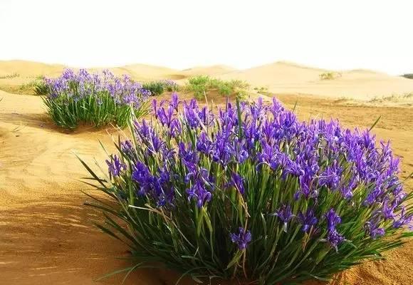 新疆马兰属于几类艰苦地区，新疆马兰属于几类艰苦边远地区（中国核爆基地：新疆马兰）