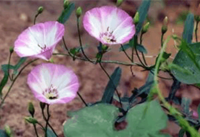 蝈蝈的资料，蝈蝈的资料简介20字（那些常见却说不出名字的农村植物）