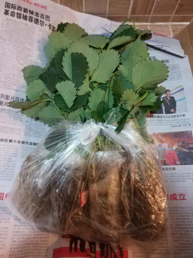 草莓苗哪里便宜，四季草莓苗批发价格多少钱一棵（平民姐阳台种草莓<4>）