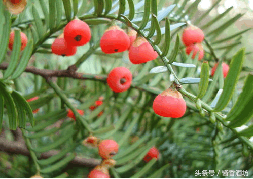 红豆杉果子，红豆杉果子泡酒有哪些功效（红豆杉果子泡酒的作用）