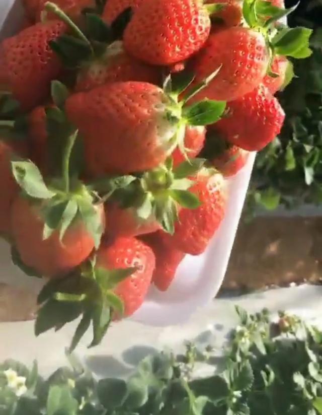 草莓苗哪里便宜，四季草莓苗批发价格多少钱一棵（平民姐阳台种草莓<4>）