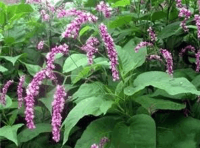 蝈蝈的资料，蝈蝈的资料简介20字（那些常见却说不出名字的农村植物）