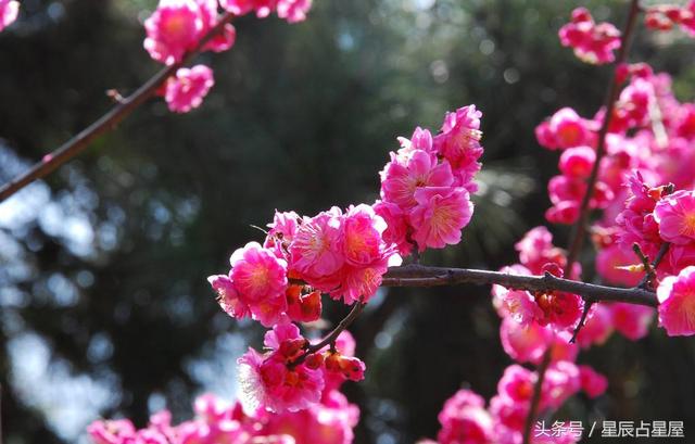 梦见桃花仙子，梦见桃花仙子和我说话（这些梦预示桃花运来临）