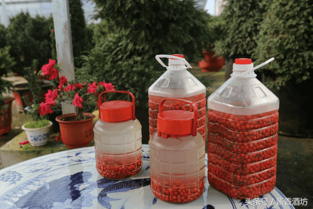 红豆杉果子，红豆杉果子泡酒有哪些功效（红豆杉果子泡酒的作用）