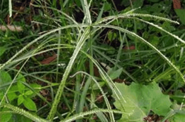 蝈蝈的资料，蝈蝈的资料简介20字（那些常见却说不出名字的农村植物）