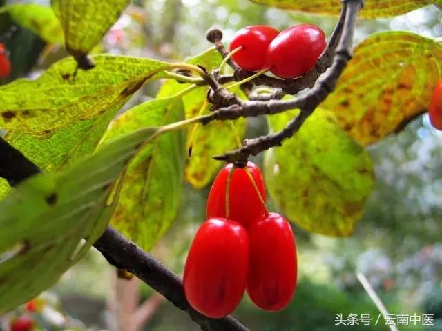 龟板胶的功效与作用,龟板胶副作用有哪些(它俩都是补肾名方) 龟板胶的功效与作用,龟板胶副作用有哪些(它俩都是补肾名方)