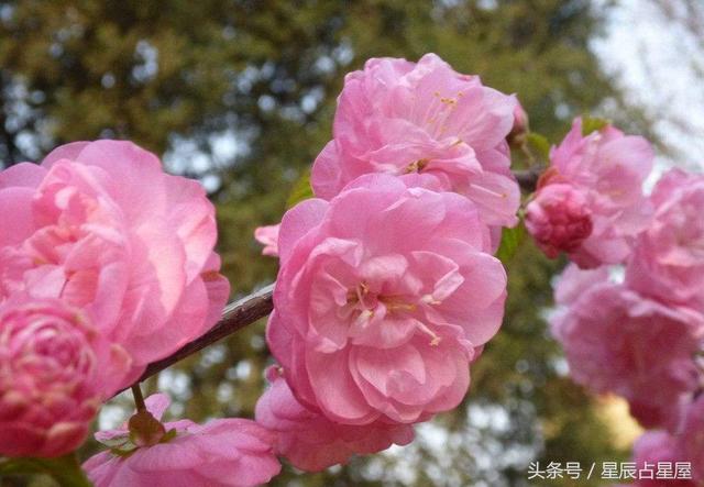 梦见桃花仙子，梦见桃花仙子和我说话（这些梦预示桃花运来临）