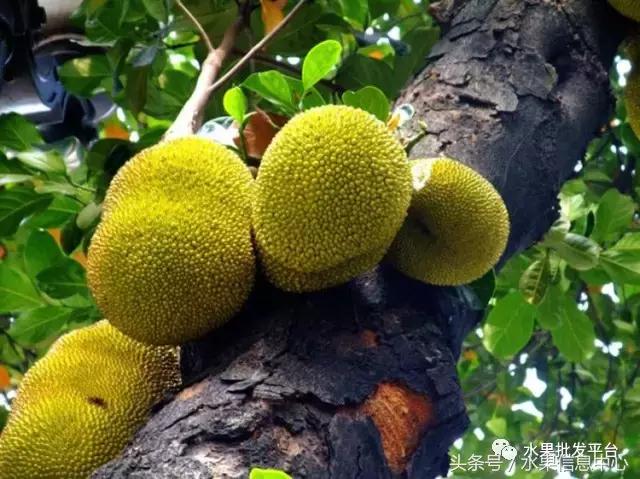 菠萝蜜是不是榴莲，榴莲和菠萝蜜一样吗（榴莲蜜和榴莲和菠萝蜜和菠萝究竟有什么关系）