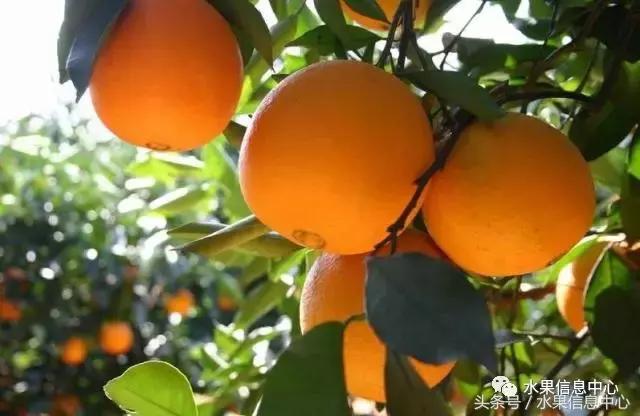 全世界橙子的种类，全世界橙子的种类有多少（最全橙子品种产地大揭秘）