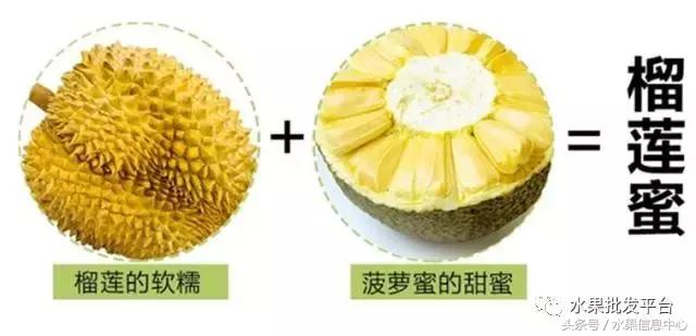 菠萝蜜是不是榴莲，榴莲和菠萝蜜一样吗（榴莲蜜和榴莲和菠萝蜜和菠萝究竟有什么关系）
