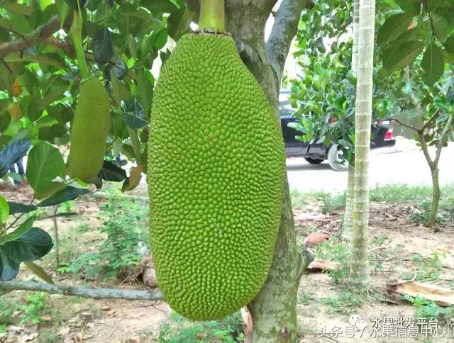 菠萝蜜是不是榴莲，榴莲和菠萝蜜一样吗（榴莲蜜和榴莲和菠萝蜜和菠萝究竟有什么关系）