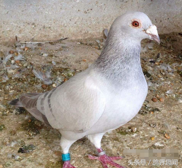 家养鸽子怎么养，家养鸽子吃什么（第一次养鸽建议你养肉鸽）