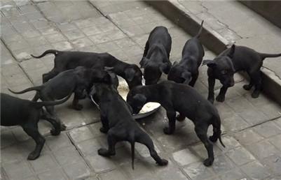 杜高犬舍，黑狼犬犬舍的构造和选择介绍（国内最好的杜高犬舍）