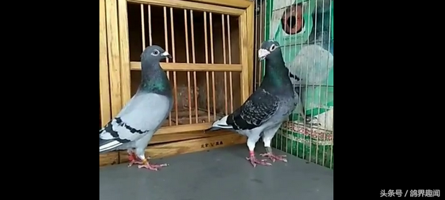 家养鸽子怎么养，家养鸽子吃什么（第一次养鸽建议你养肉鸽）