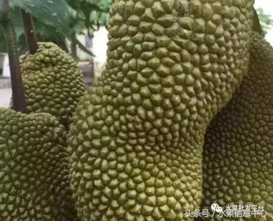 菠萝蜜是不是榴莲，榴莲和菠萝蜜一样吗（榴莲蜜和榴莲和菠萝蜜和菠萝究竟有什么关系）