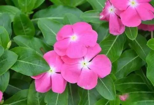 长春花的养殖方法和注意事项，长春花的养殖方法和注意事项（长春花、日日春怎么养）