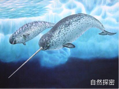 北极露脊鲸，南露脊鲸寿命（真是存在的独角兽 一角鲸）