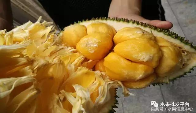 菠萝蜜是不是榴莲，榴莲和菠萝蜜一样吗（榴莲蜜和榴莲和菠萝蜜和菠萝究竟有什么关系）