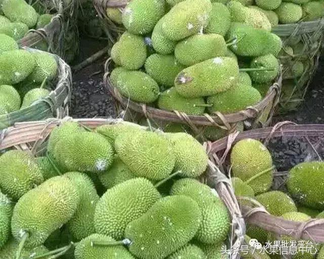 菠萝蜜是不是榴莲，榴莲和菠萝蜜一样吗（榴莲蜜和榴莲和菠萝蜜和菠萝究竟有什么关系）