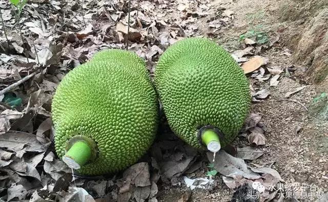 菠萝蜜是不是榴莲，榴莲和菠萝蜜一样吗（榴莲蜜和榴莲和菠萝蜜和菠萝究竟有什么关系）