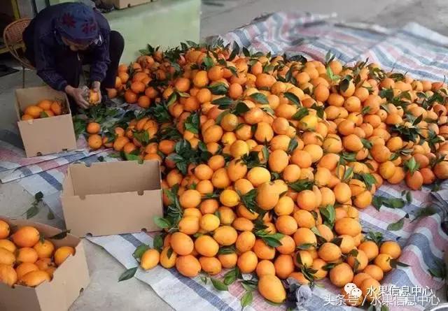 全世界橙子的种类，全世界橙子的种类有多少（最全橙子品种产地大揭秘）