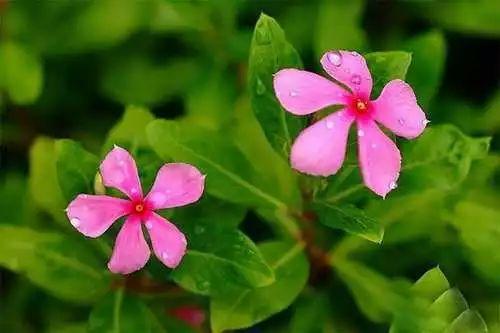 长春花的养殖方法和注意事项，长春花的养殖方法和注意事项（长春花、日日春怎么养）