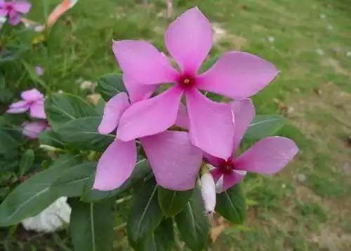 长春花的养殖方法和注意事项，长春花的养殖方法和注意事项（长春花、日日春怎么养）