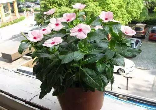 长春花的养殖方法和注意事项，长春花的养殖方法和注意事项（长春花、日日春怎么养）