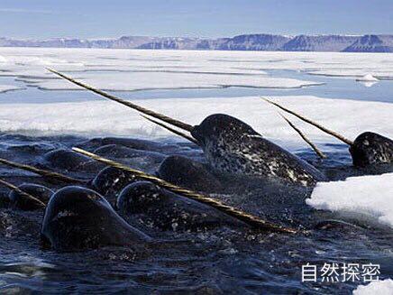 北极露脊鲸，南露脊鲸寿命（真是存在的独角兽 一角鲸）