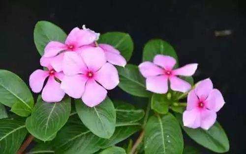 长春花的养殖方法和注意事项，长春花的养殖方法和注意事项（长春花、日日春怎么养）