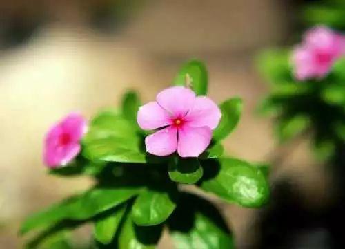 长春花的养殖方法和注意事项，长春花的养殖方法和注意事项（长春花、日日春怎么养）