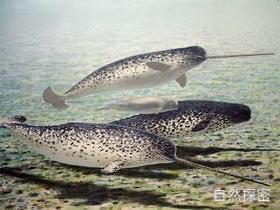 北极露脊鲸，南露脊鲸寿命（真是存在的独角兽 一角鲸）