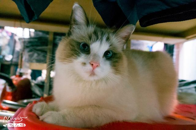 雪梨 可爱搞笑猫咪美图/我好想你，第一句是真的，第二句是真的.，猫咪搞笑图片表情包（每天好多女孩来看它）