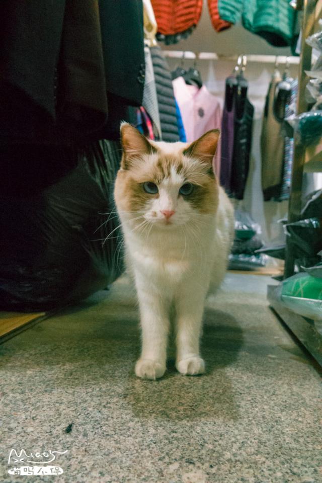 雪梨 可爱搞笑猫咪美图/我好想你，第一句是真的，第二句是真的.，猫咪搞笑图片表情包（每天好多女孩来看它）
