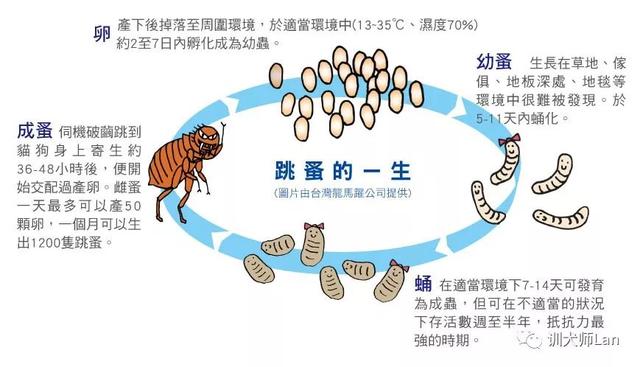 跳蚤用什么药能杀死最好最快的，什么药是跳蚤的克星（怎样赶走家中挥之不去的跳蚤）