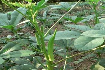 秋葵不适宜什么人吃，秋葵三种人不宜吃（有着蔬菜王之称的秋葵）