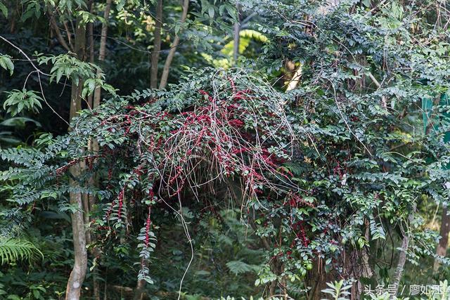 毛冬青茶叶多少钱一斤,毛冬青茶叶的功效(农村山上经常看到这红果子) 毛冬青茶叶多少钱一斤,毛冬青茶叶的功效(农村山上经常看到这红果子)
