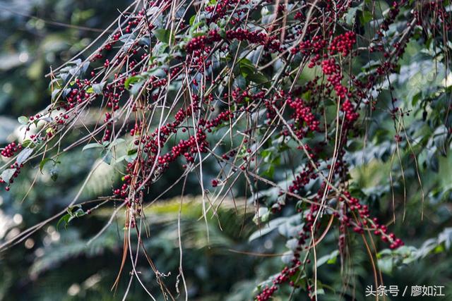 毛冬青茶叶多少钱一斤,毛冬青茶叶的功效(农村山上经常看到这红果子) 毛冬青茶叶多少钱一斤,毛冬青茶叶的功效(农村山上经常看到这红果子)