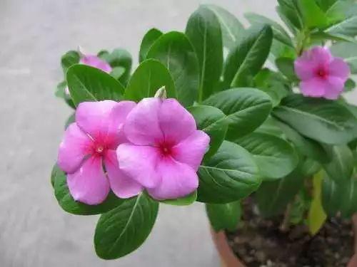 长春花的养殖方法和注意事项，长春花的养殖方法和注意事项（长春花、日日春怎么养）