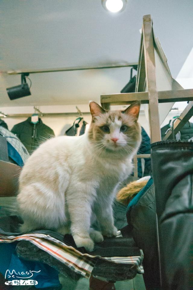 雪梨 可爱搞笑猫咪美图/我好想你，第一句是真的，第二句是真的.，猫咪搞笑图片表情包（每天好多女孩来看它）