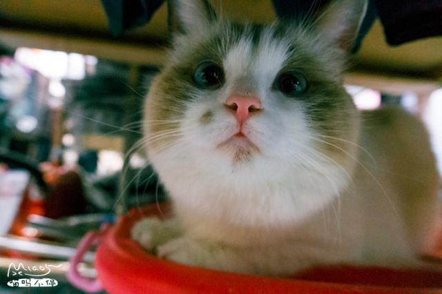 雪梨 可爱搞笑猫咪美图/我好想你，第一句是真的，第二句是真的.，猫咪搞笑图片表情包（每天好多女孩来看它）