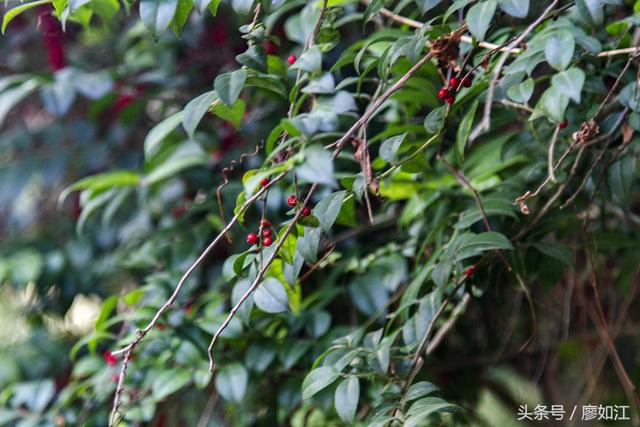 毛冬青茶叶多少钱一斤,毛冬青茶叶的功效(农村山上经常看到这红果子) 毛冬青茶叶多少钱一斤,毛冬青茶叶的功效(农村山上经常看到这红果子)
