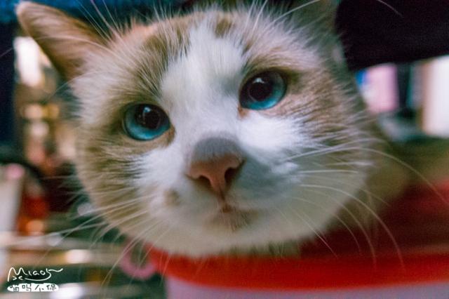 雪梨 可爱搞笑猫咪美图/我好想你，第一句是真的，第二句是真的.，猫咪搞笑图片表情包（每天好多女孩来看它）
