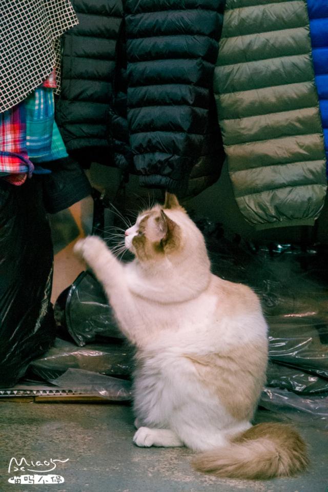 雪梨 可爱搞笑猫咪美图/我好想你，第一句是真的，第二句是真的.，猫咪搞笑图片表情包（每天好多女孩来看它）
