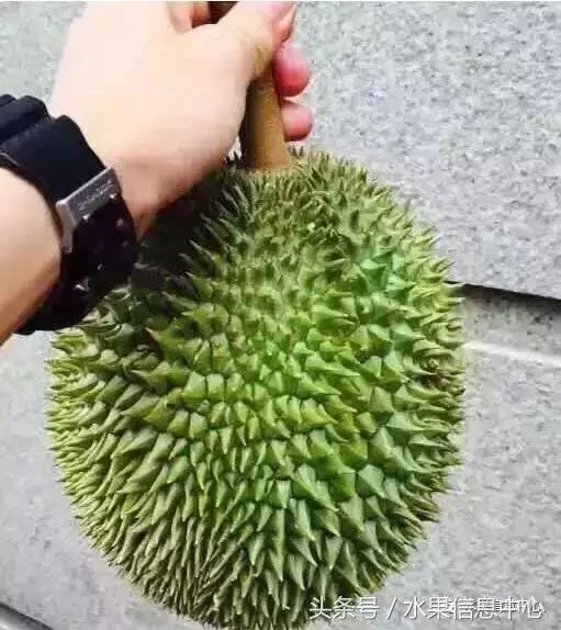 榴莲的种类，怎样选榴莲才能选到好榴莲（史上最全榴莲品种产地分类大全）
