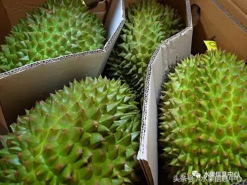 榴莲的种类，怎样选榴莲才能选到好榴莲（史上最全榴莲品种产地分类大全）