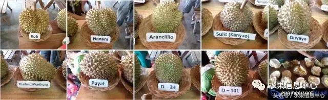 榴莲的种类，怎样选榴莲才能选到好榴莲（史上最全榴莲品种产地分类大全）